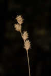 Shortbeak sedge